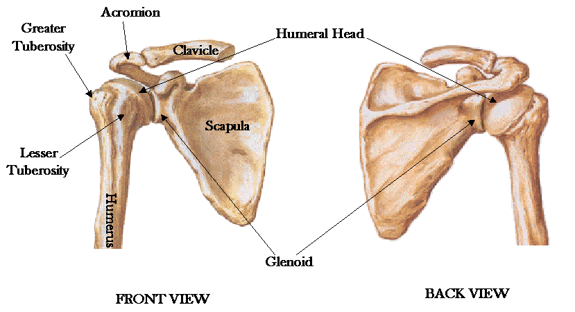 Shoulderandpelvic Girdle Anatomyandphys